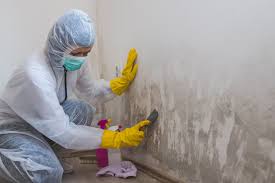 River Road, OR Mold Removal Company